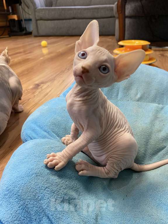 Кошки в Волгограде: Мальчик канадский сфинкс 1,5 месяца Мальчик, 18 000 руб. - фото 4