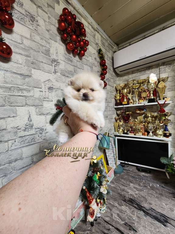 Собаки в Москве: Мини девочка померанского шпица питомник РКФ Девочка, Бесплатно - фото 1