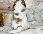 Собаки в Арамиле: щенки Кавалер-кинг-чарльз-спаниеля Мальчик, 110 000 руб. - фото 2