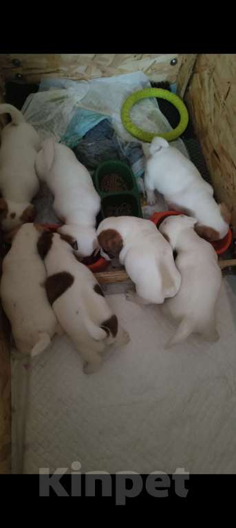 Собаки в Липецке: Порода : джек-рассел-терьер- Мальчик, Бесплатно - фото 1