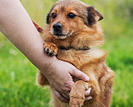 Собаки в Москве: Шпиц Шерлок в добрые руки Мальчик, Бесплатно - фото 3