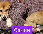 Собаки в других городах Московской области: Санни ,малышка из якутска  Девочка, Бесплатно - фото 1