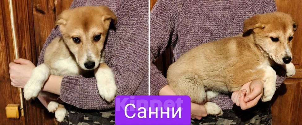 Собаки в других городах Московской области: Санни ,малышка из якутска  Девочка, Бесплатно - фото 1