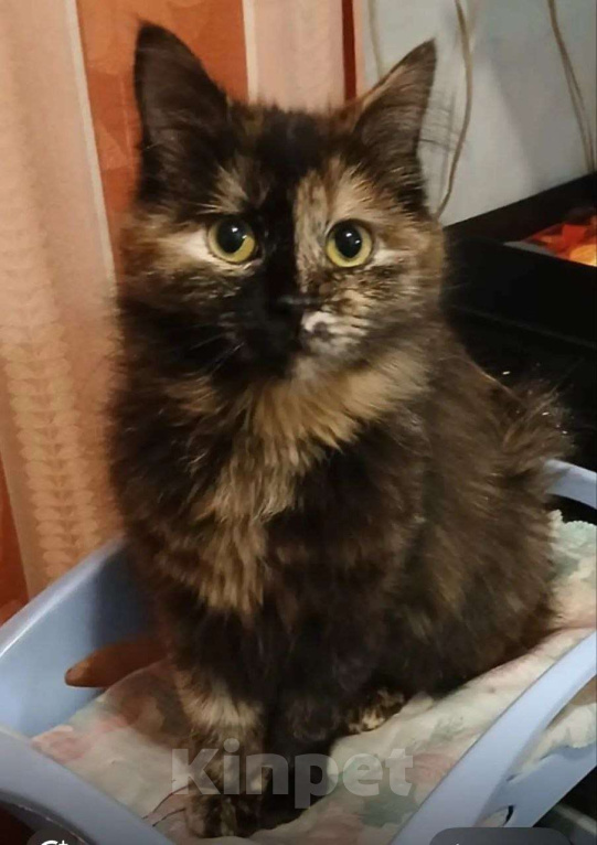 Кошки в Москве: Редкой красоты кошечка в добрые руки Девочка, Бесплатно - фото 1