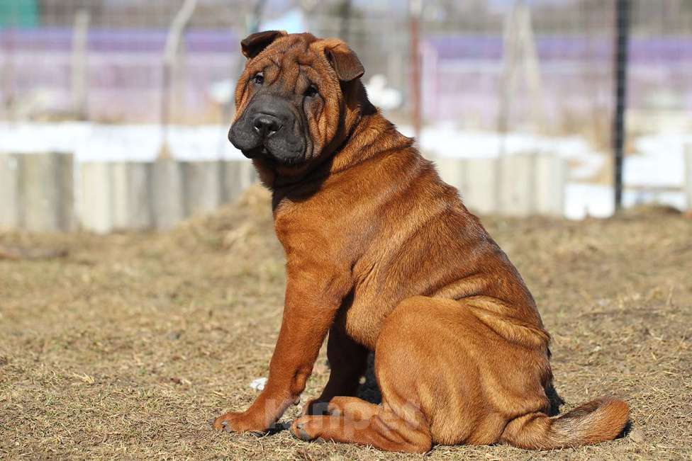 Собаки в Туле: Продать щенка Девочка, Бесплатно - фото 2