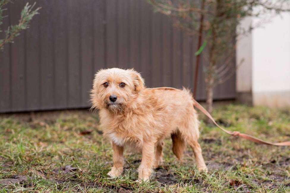 Собаки в других городах Московской области: Крошка Пунш в дар Мальчик, Бесплатно - фото 2
