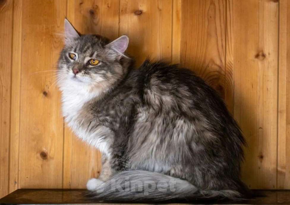 Кошки в Москве: Кошечка Сьюзи ищет любящую семью. Девочка, Бесплатно - фото 8