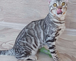 Кошки в Москве: Бенгальский мальчик серебро  Мальчик, Бесплатно - фото 6