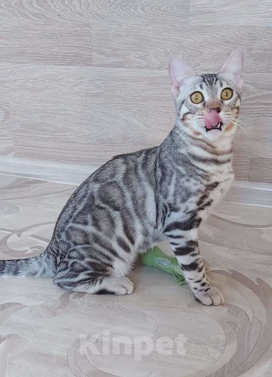 Кошки в Москве: Бенгальский мальчик серебро  Мальчик, Бесплатно - фото 6