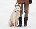 Собаки в Москве: Эмми, похожая на хаски собака ищет дом Девочка, 10 руб. - фото 1