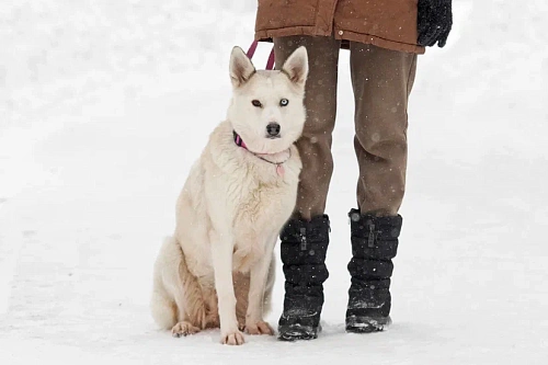 Объявление: Эмми, похожая на хаски собака ищет дом, 10 руб., Москва
