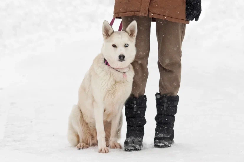 Собаки в Москве: Эмми, похожая на хаски собака ищет дом Девочка, 10 руб. - фото 1