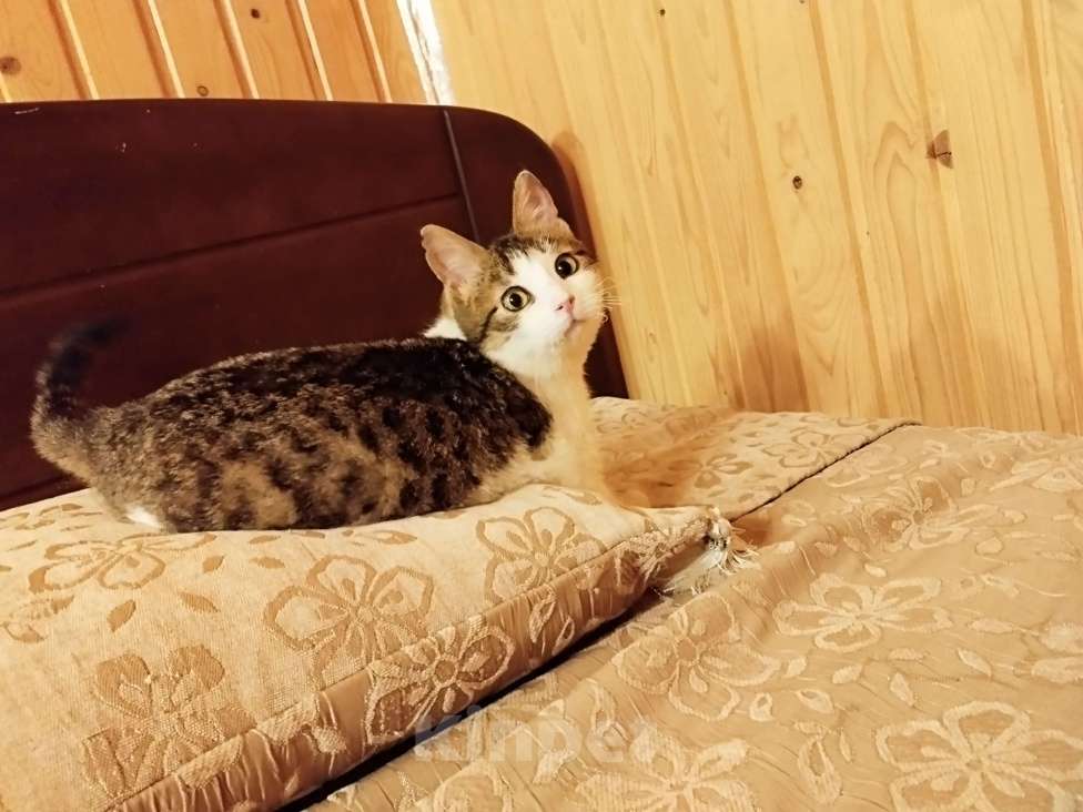 Кошки в Санкт-Петербурге: Девочка котенок Люси Девочка, 50 руб. - фото 2