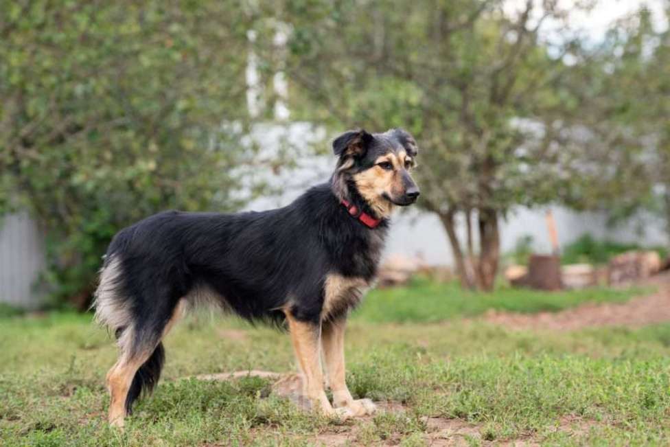 Собаки в Москве: Пушистая собачка Одри в добрые руки Девочка, 1 руб. - фото 6