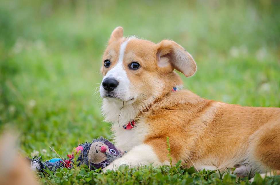 Собаки в Фрязино: Щенок корги, мальчик Мальчик, 65 000 руб. - фото 7