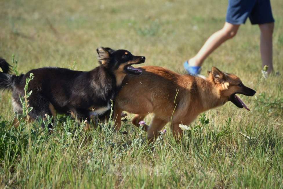 Собаки в Москве: Ненецкая оленегонная лайка Ягодка - Малинка. Девочка, 60 000 руб. - фото 8