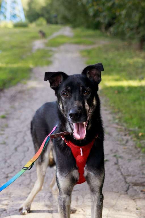 Собаки в Москве: Молодой песик Бакс  ищет дом! Мальчик, Бесплатно - фото 6