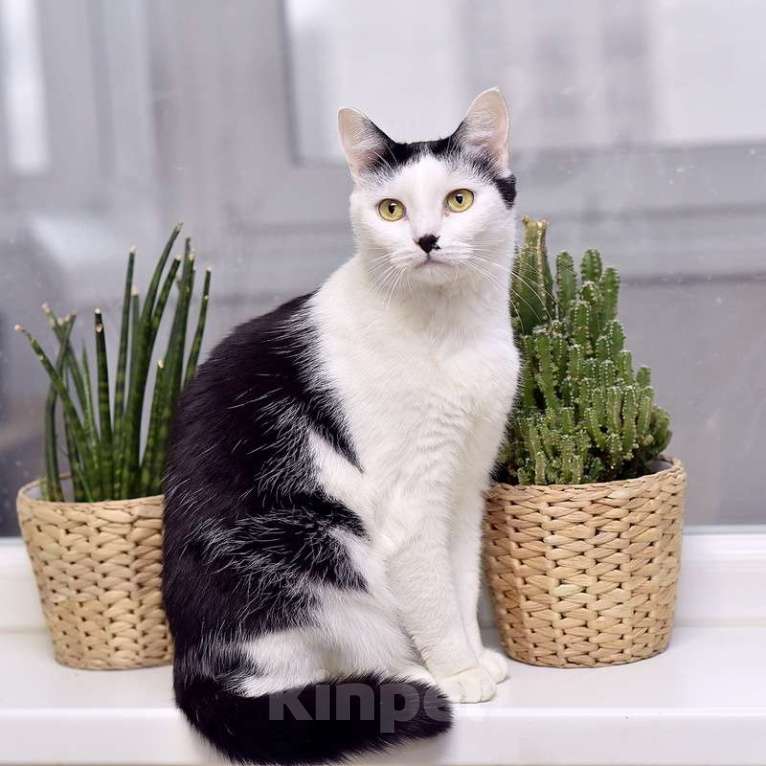 Кошки в Москве: Кот добряк Патрик в добрые руки Мальчик, Бесплатно - фото 5