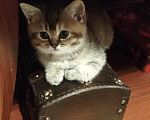 Кошки в Краснодаре: Ласкова игривая кошечка шиншила Девочка, 15 000 руб. - фото 1