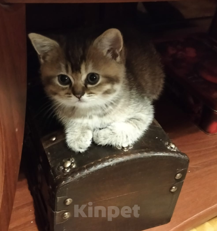 Кошки в Краснодаре: Ласкова игривая кошечка шиншила Девочка, 15 000 руб. - фото 1