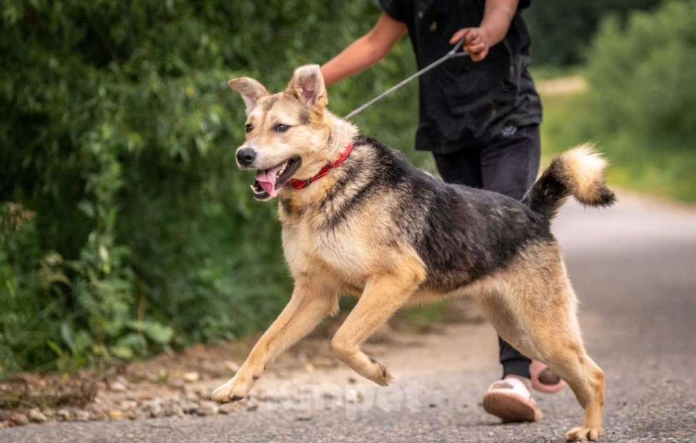Собаки в других городах Владимирской области: Собака компаньон в самые лучшие добрые ручки! Девочка, Бесплатно - фото 6
