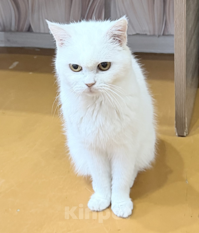 Кошки в Чите: Одам в добрые руки Девочка, Бесплатно - фото 1