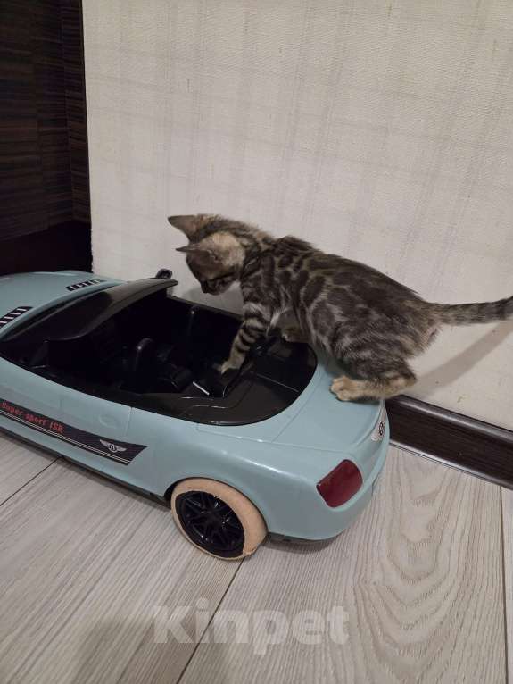 Кошки в Красногорске: Бенгальские малыши  Девочка, 25 000 руб. - фото 2