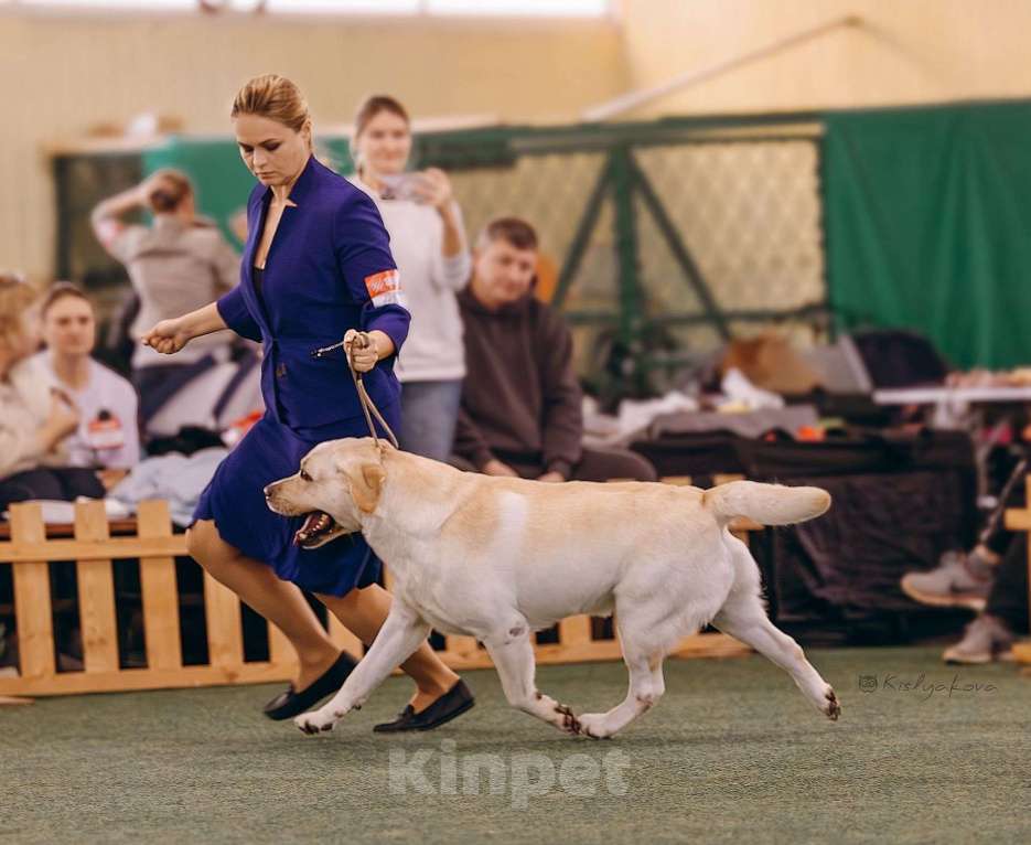 Собаки в Москве: Двойной Интерчемпион  лабрадор для вязки Мальчик, Бесплатно - фото 3