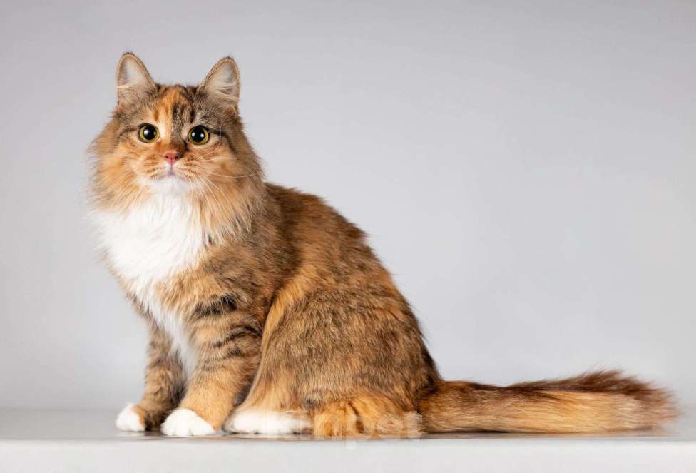 Кошки в Москве: Нежная ласковая кошечка Фиона Девочка, Бесплатно - фото 1