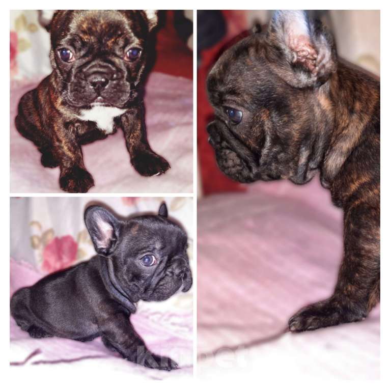 Собаки в Красноярске: Французские девочки Девочка, 20 000 руб. - фото 5