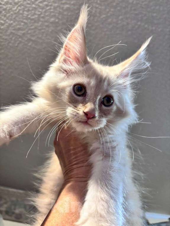 Кошки в Санкт-Петербурге: котенок мейн-кун# Мальчик, 50 000 руб. - фото 4