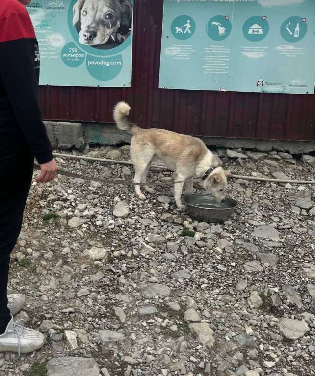 Собаки в других городах Краснодарского края: Беляш из приюта Поводог Сочи с возможностью отправки к Вам Мальчик, Бесплатно - фото 7