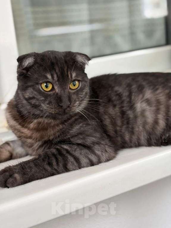Кошки в Москве: Шотландский вислоухий котенок девочка ищет дом Девочка, Бесплатно - фото 3