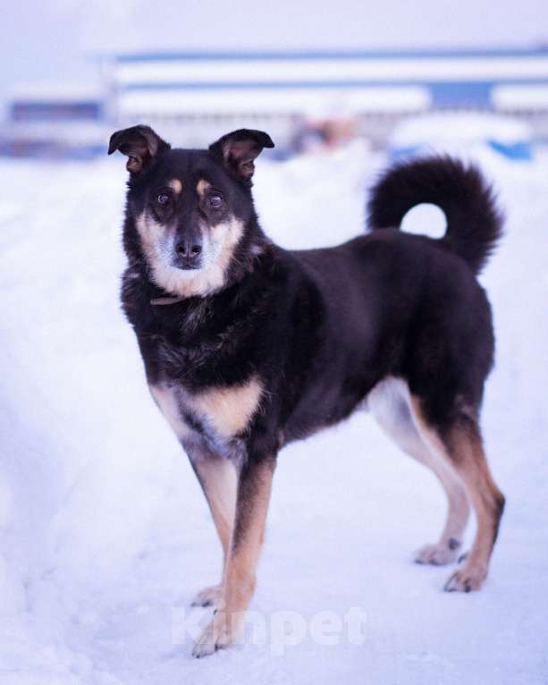 Собаки в Москве: Домашний пёсик в приюте, ищет новых хозяев Мальчик, Бесплатно - фото 5