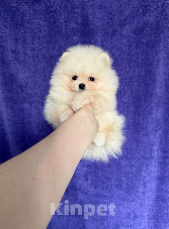 Собаки в Москве: Малыш Мальчик, 30 000 руб. - фото 1