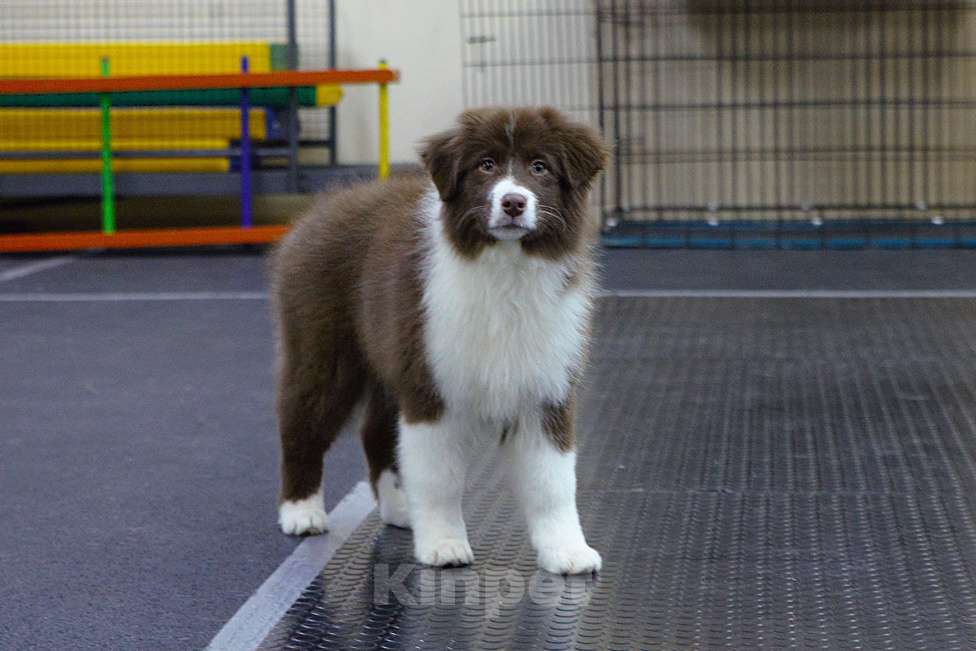 Собаки в других городах Владимирской области: щенок австралийской овчарки Девочка, 60 000 руб. - фото 2