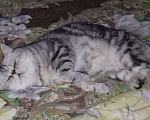 Кошки в Санкт-Петербурге: Элитный кот Мальчик, 4 000 руб. - фото 3