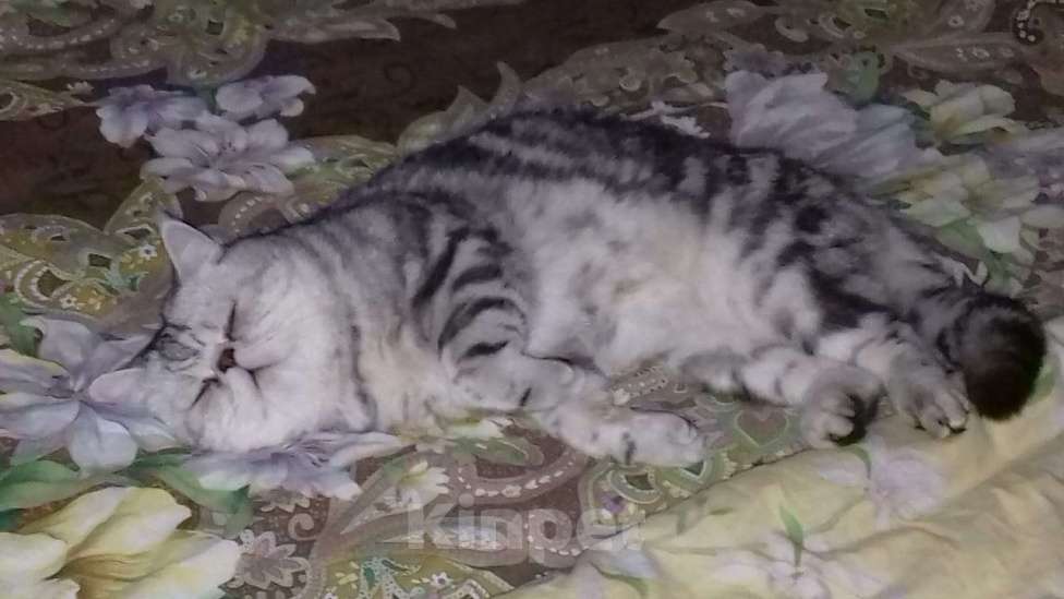 Кошки в Санкт-Петербурге: Элитный кот Мальчик, 4 000 руб. - фото 3