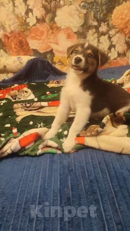 Собаки в Москве: Маленький харизматичный щенок ищет самые добрые ручки! Мальчик, Бесплатно - фото 3