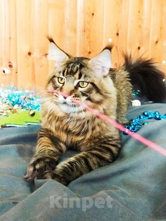 Кошки в Челябинске: МАЛЬЧИК МЕЙН-КУН  Мальчик, 13 000 руб. - фото 2