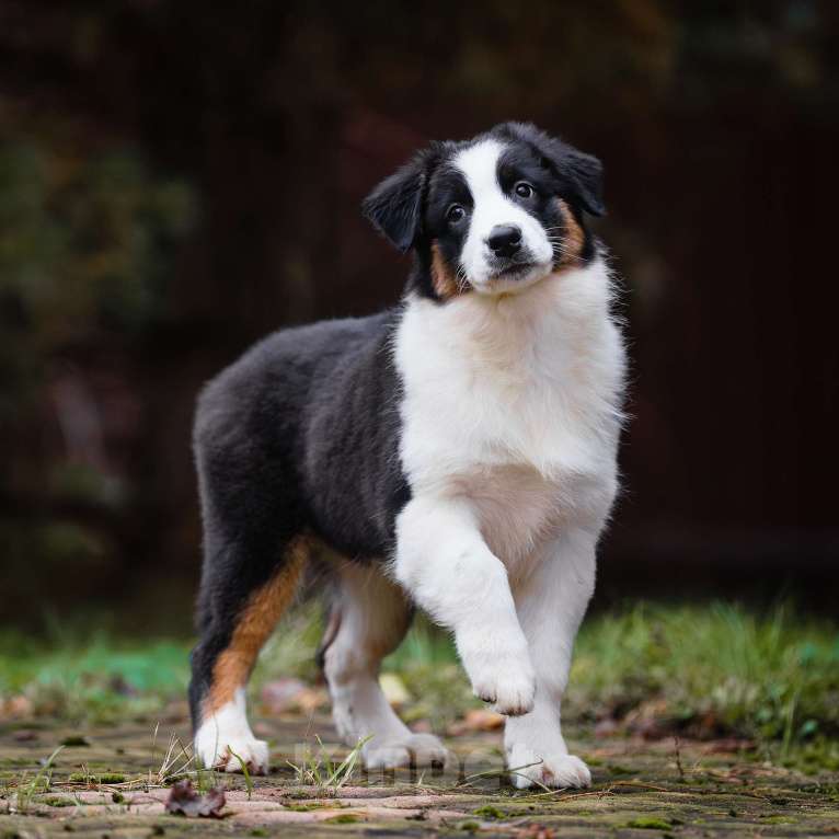 Собаки в Звенигороде: Щенки австралийской овчарки  Девочка, 50 000 руб. - фото 3