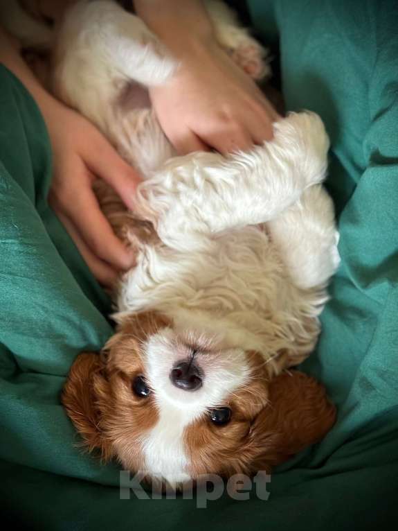 Собаки в Нижнем Новгороде: Кавалер кинг чарльз спаниель мальчик Мальчик, 100 руб. - фото 3