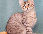 Кошки в Мытищах: Котенок Мейн-кун Мальчик, 25 000 руб. - фото 5