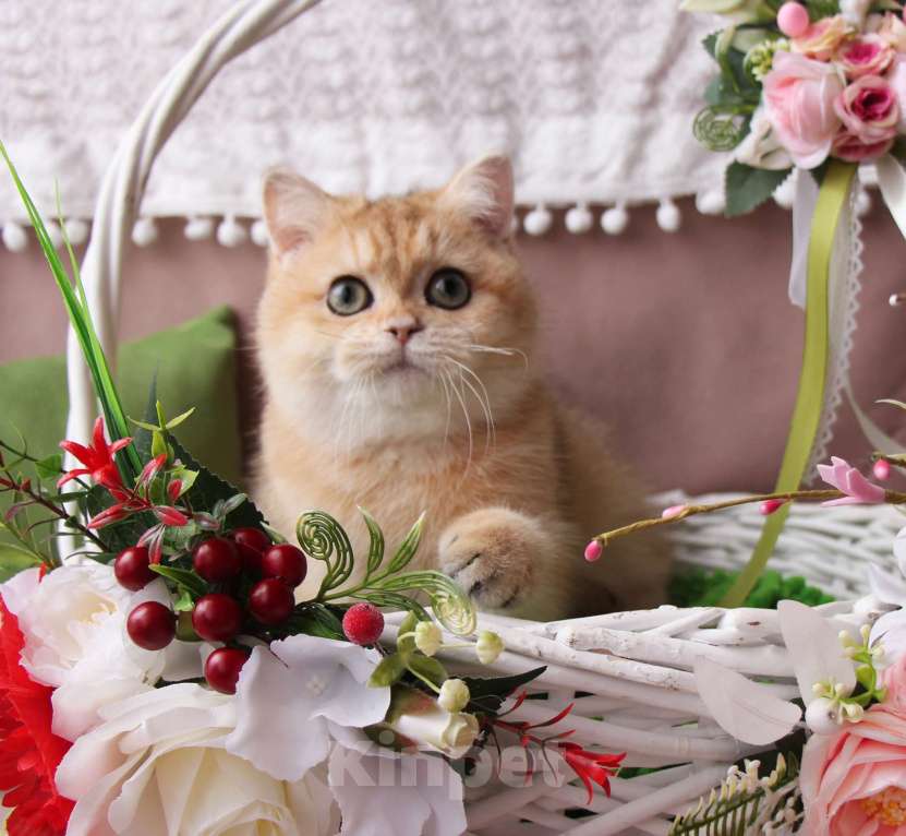 Кошки в других городах Московской области: Шикарная британская золотая шиншилла Девочка, 50 000 руб. - фото 3