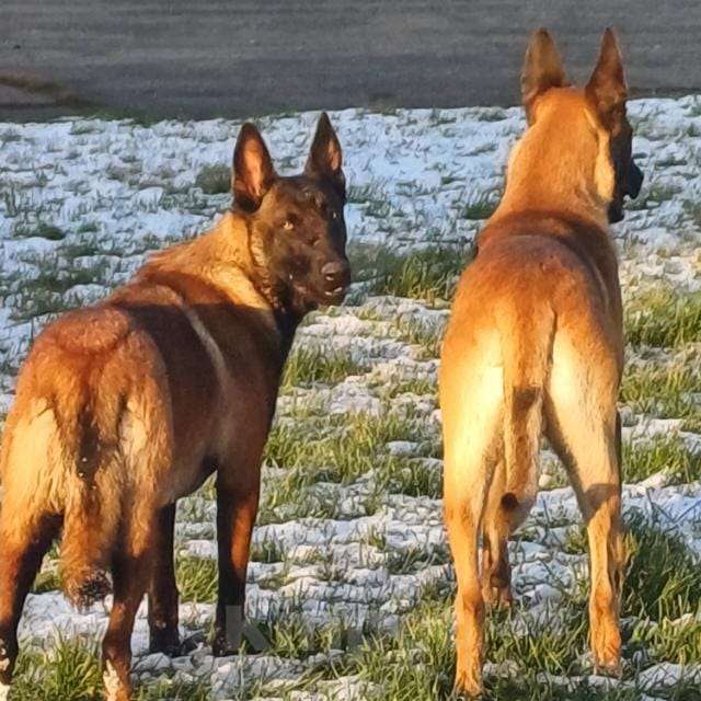 Собаки в других городах Калининградской области: Продам щенков бельгийской овчарки (маленуа) Мальчик, 20 000 руб. - фото 5