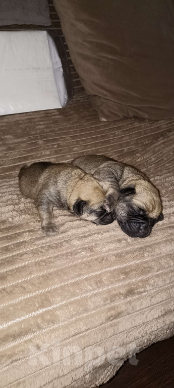 Собаки в Орле: Метисы мопса ищут  дом. Девочка, Бесплатно - фото 2