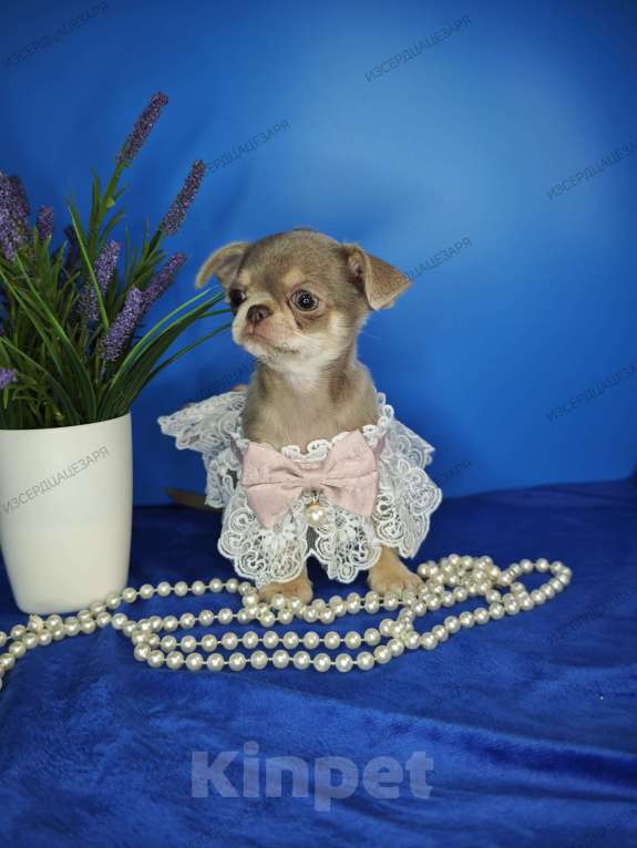 Собаки в Москве: Девочка лилового окраса Девочка, 65 000 руб. - фото 7