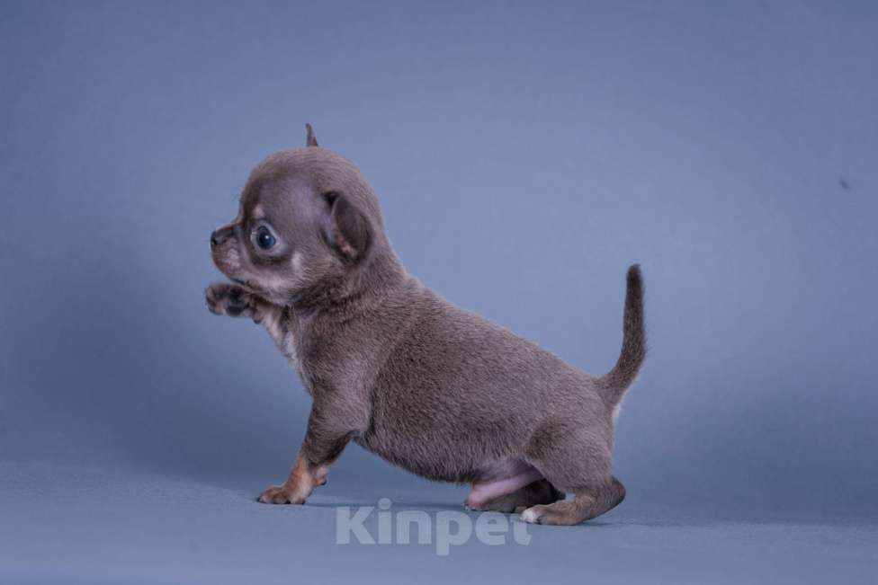 Собаки в Люберцах: Чихуахуа мини Мальчик, 75 000 руб. - фото 5