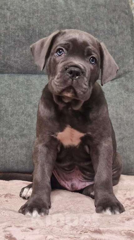 Собаки в других городах Краснодарского края: Малыши  Мальчик, Бесплатно - фото 3