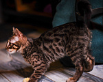 Кошки в Москве: Бенгальский котенок алк ф3 Мальчик, 35 000 руб. - фото 6